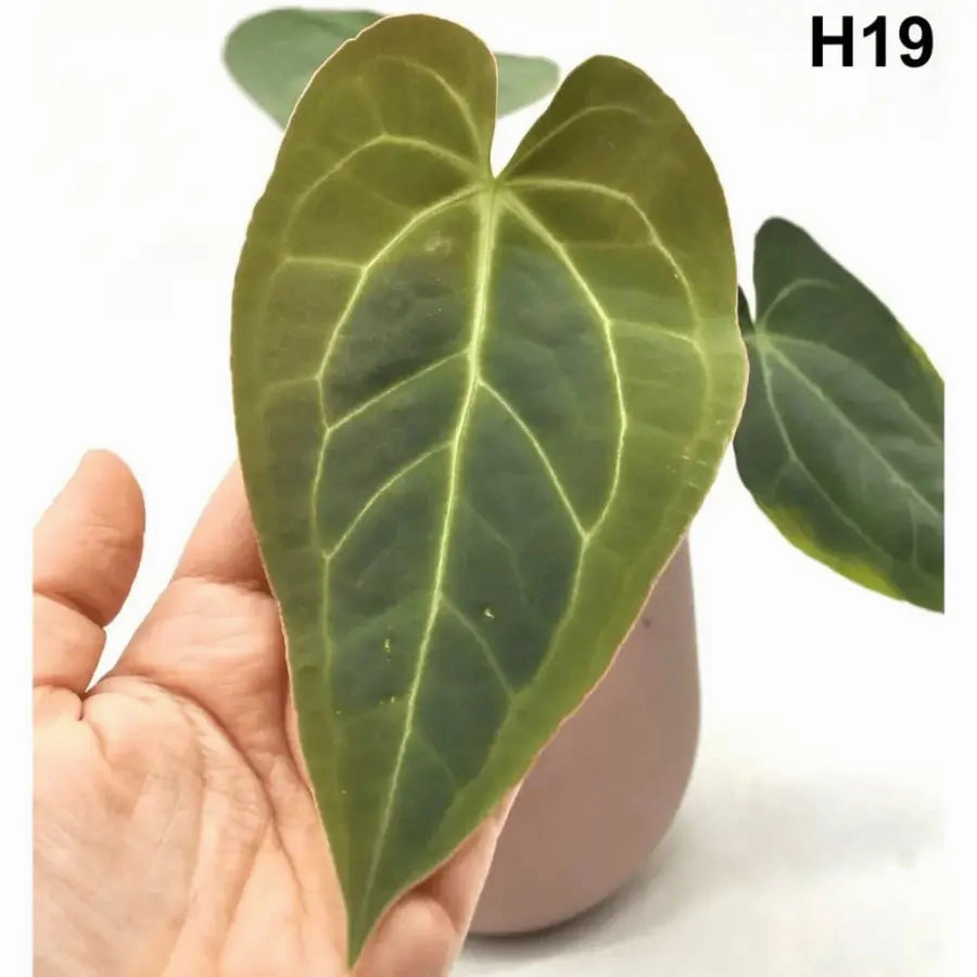 Velvet Anthurium Complex Hybrid