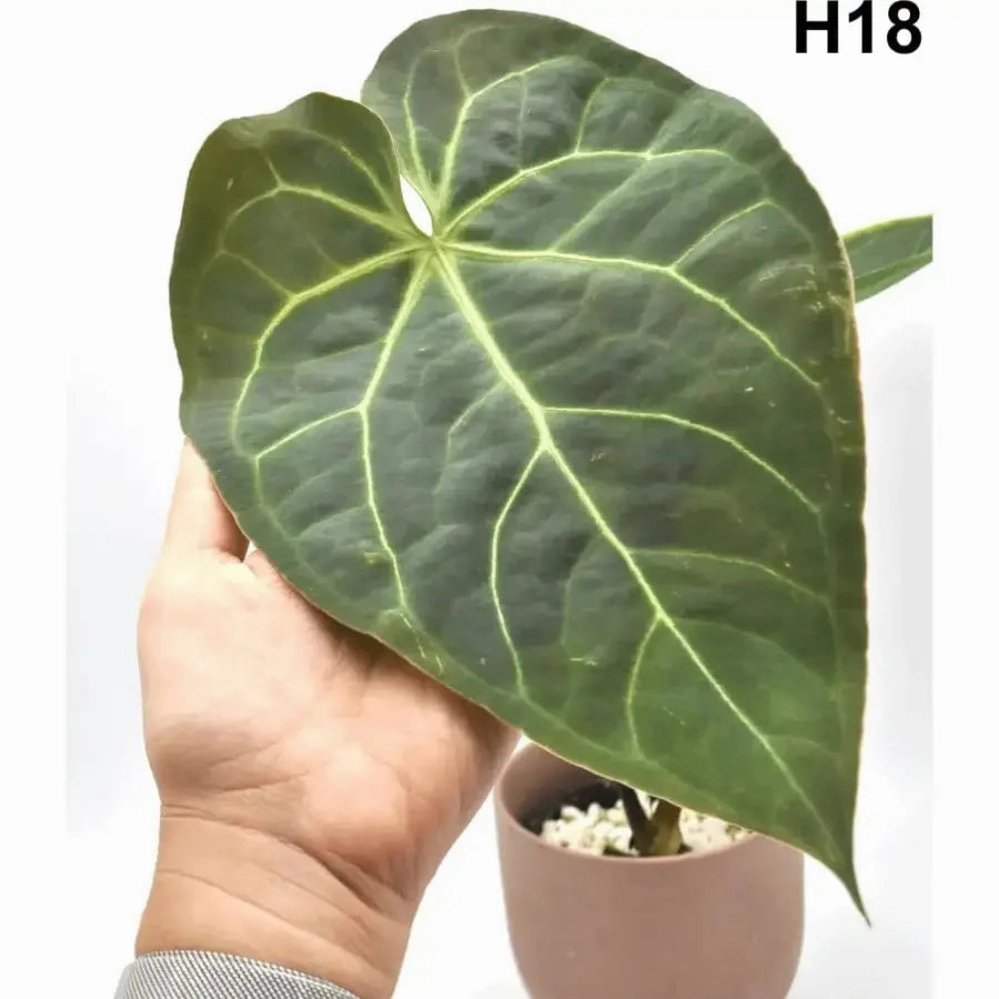 Velvet Anthurium Complex Hybrid