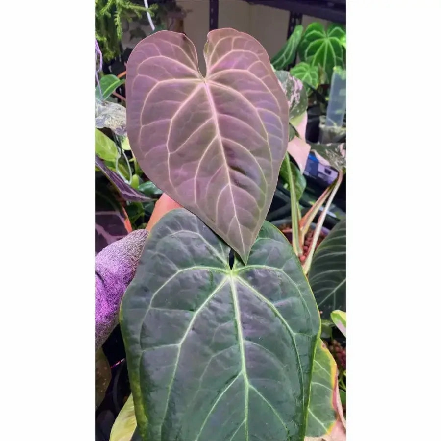 Velvet Anthurium Complex Hybrid