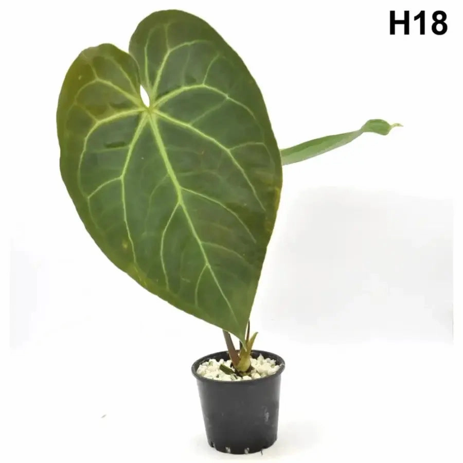 Velvet Anthurium Complex Hybrid