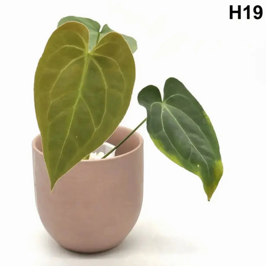 Velvet Anthurium Complex Hybrid