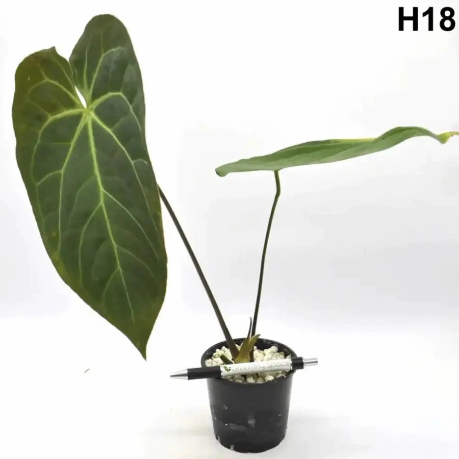 Velvet Anthurium Complex Hybrid