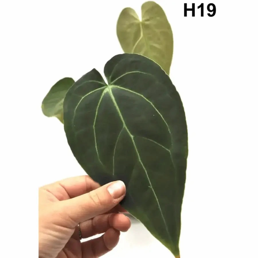 Velvet Anthurium Complex Hybrid