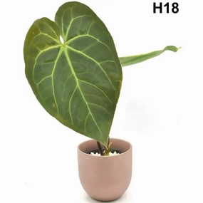 Velvet Anthurium Complex Hybrid large flower pot  
