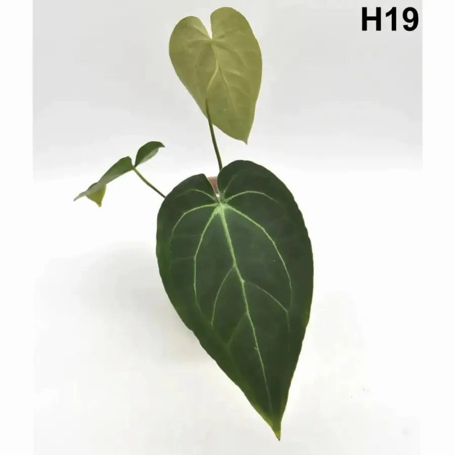 Velvet Anthurium Complex Hybrid