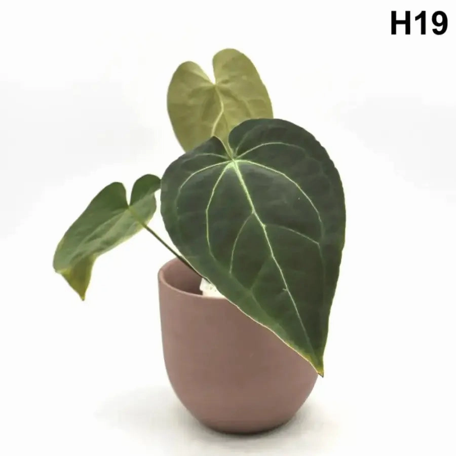 Velvet Anthurium Complex Hybrid