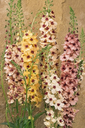 Verbascum 'Southern Charm' #1 decorative flowerpot  