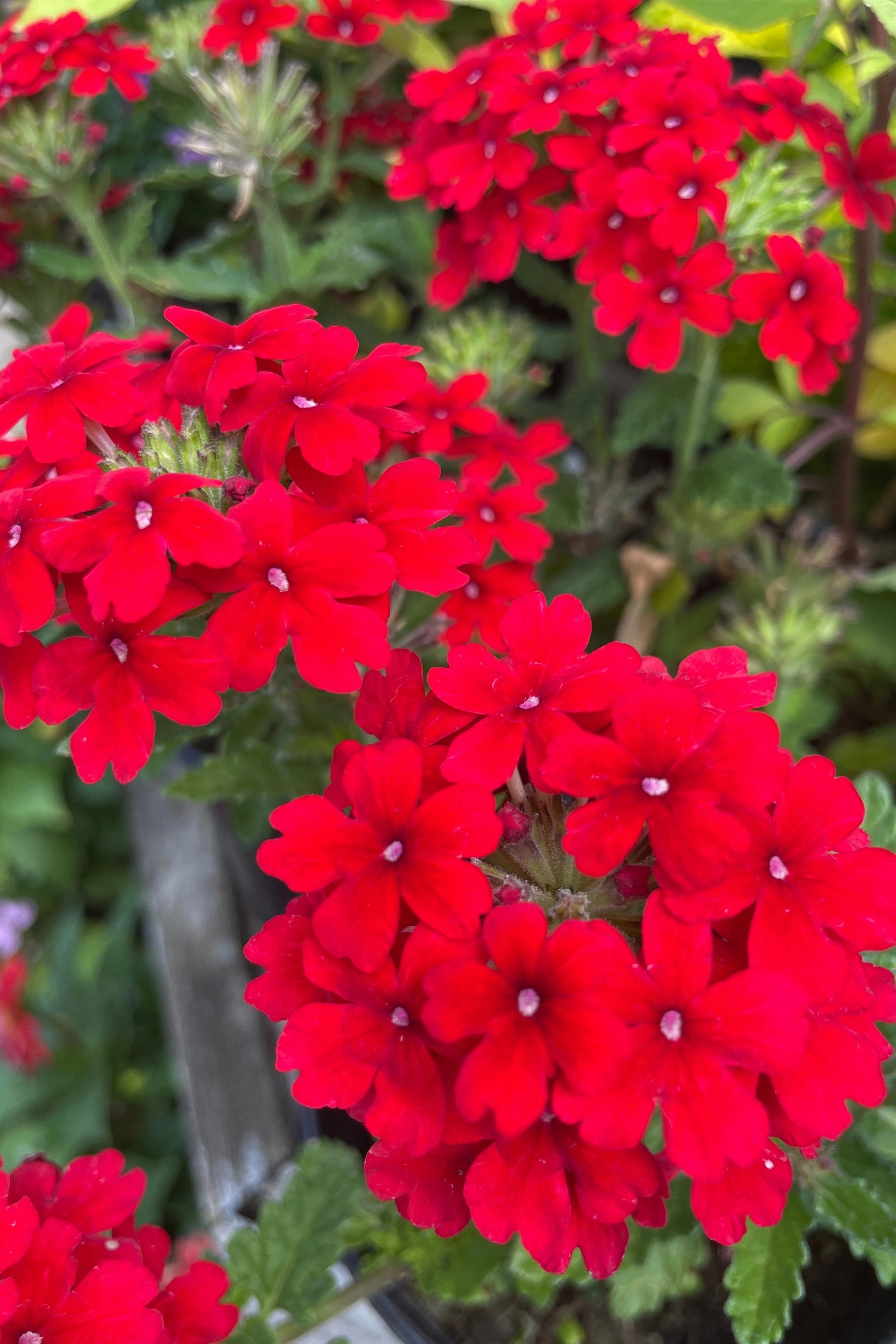 Verbena (Assorted) 4.5"