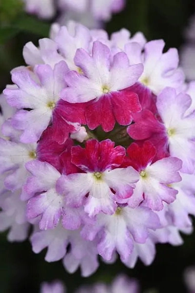 Verbena (Assorted) 4.5"