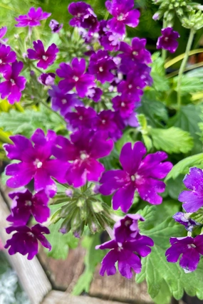 Verbena (Assorted) 4.5" decorative flowerpot  