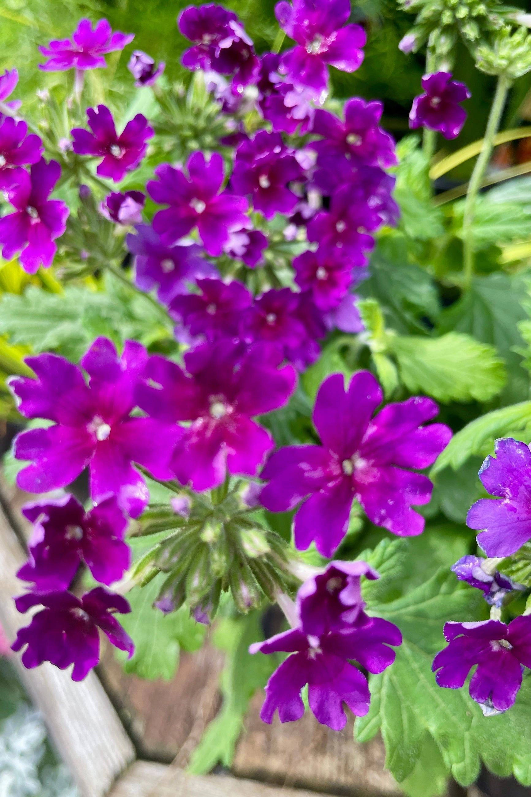 Verbena (Assorted) 4.5" decorative flowerpot  