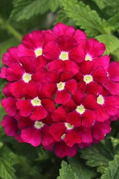 Verbena (Assorted) 4.5"