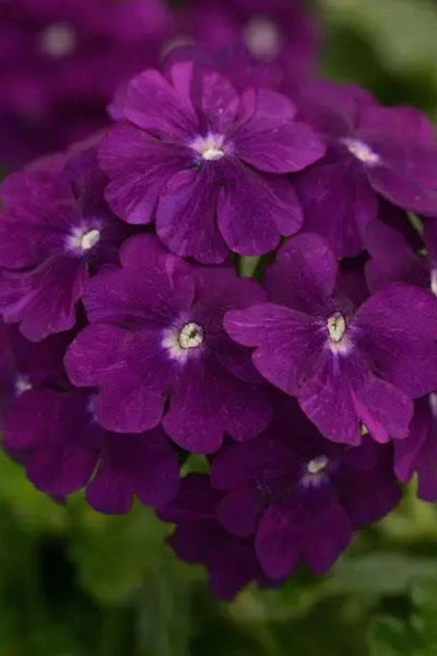 Verbena (assorted)  10" HB