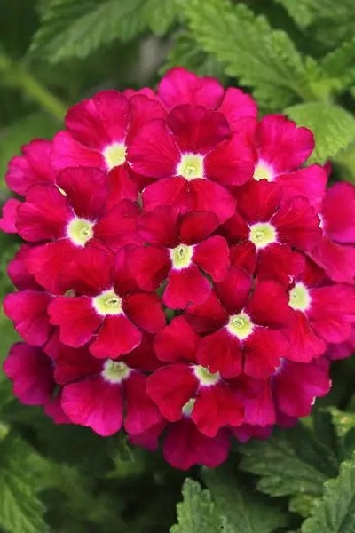 Verbena (assorted)  10" HB