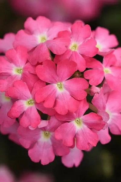 Verbena (assorted)  10" HB