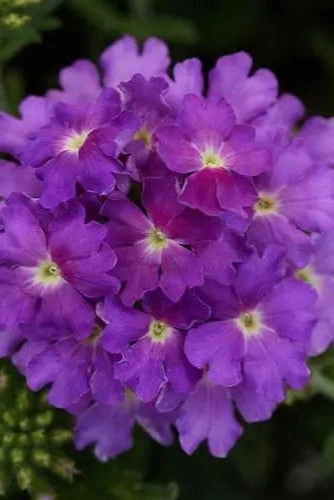 Verbena (assorted)  10" HB