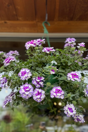 Verbena (assorted)  10" HB decorative flowerpot  