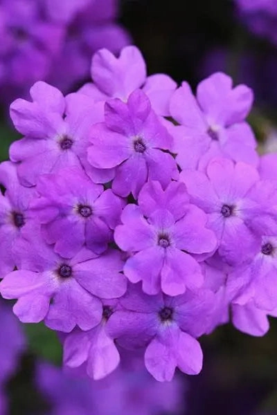 Verbena (assorted)  10" HB