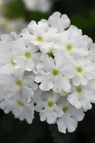 Verbena (assorted)  10" HB