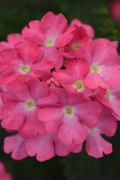 Verbena (assorted)  10" HB