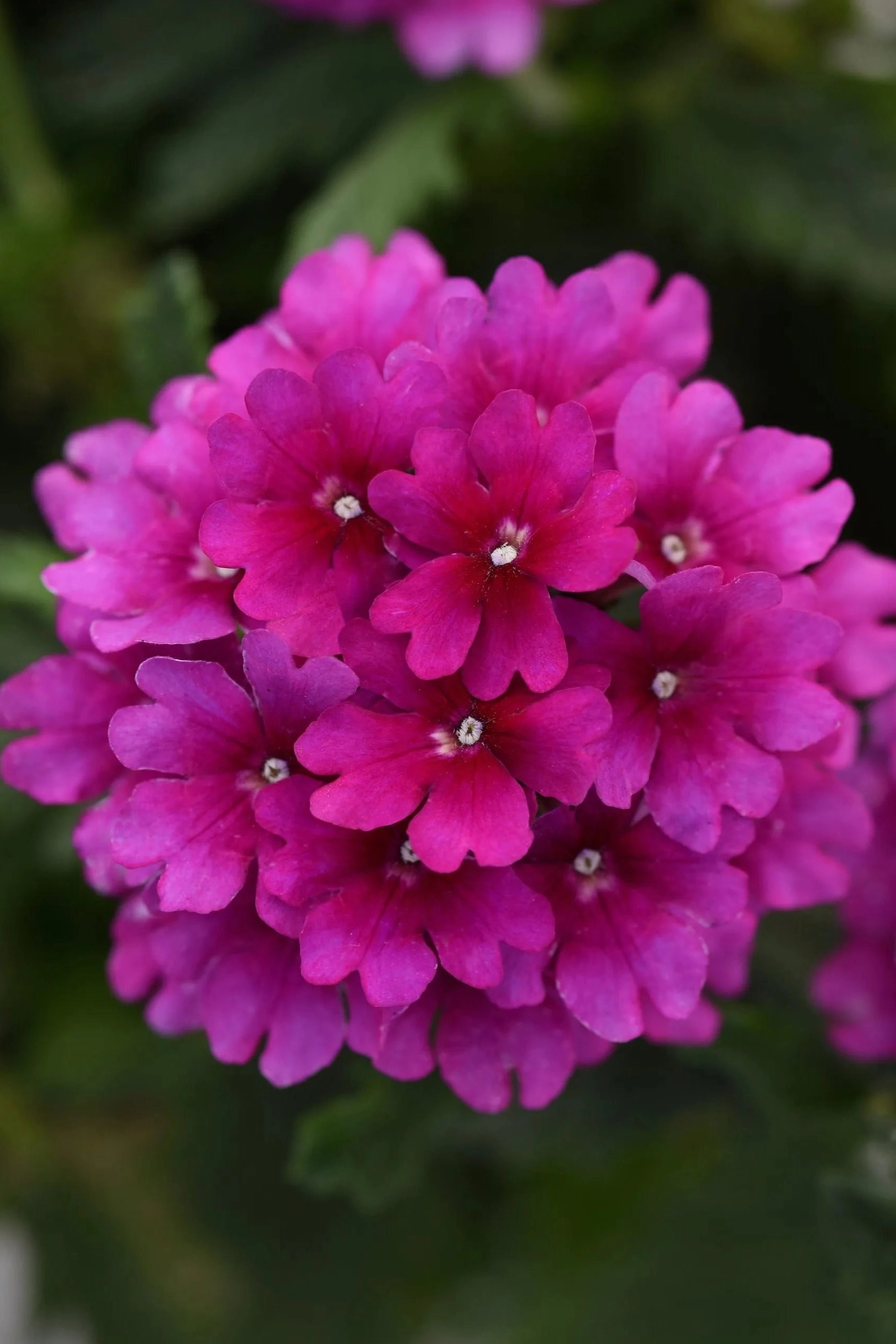 Verbena (assorted)  10" HB