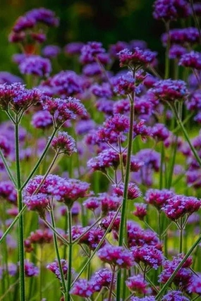 Verbena bonariensis #1 decorative flowerpot  