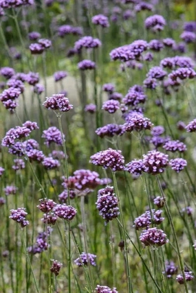 Verbena bonariensis 4.5" decorative flowerpot  