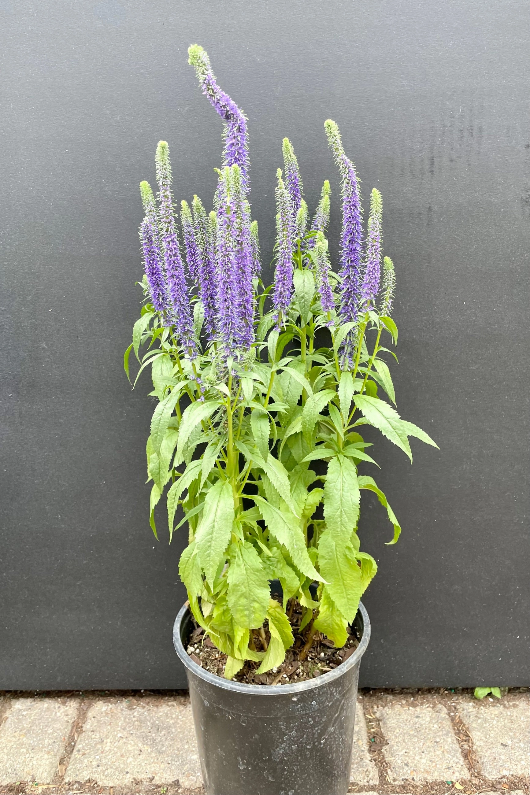 Veronica s. 'Royal Candles' #1