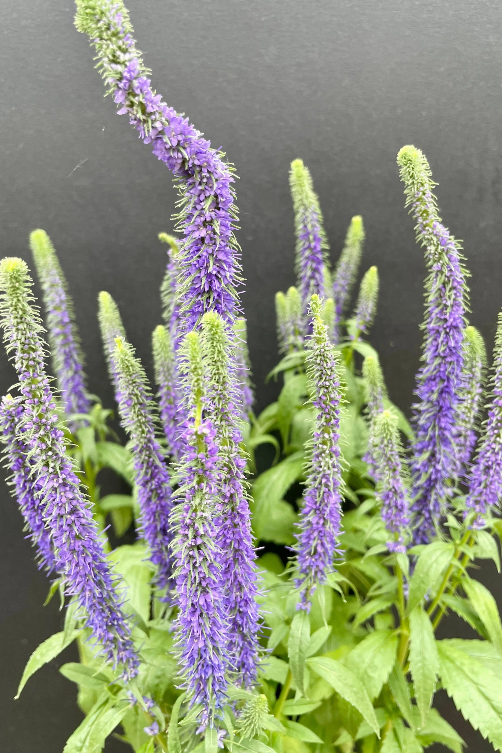 Veronica s. 'Royal Candles' #1 decorative flowerpot  