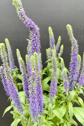 Veronica s. 'Royal Candles' #1 decorative flowerpot  