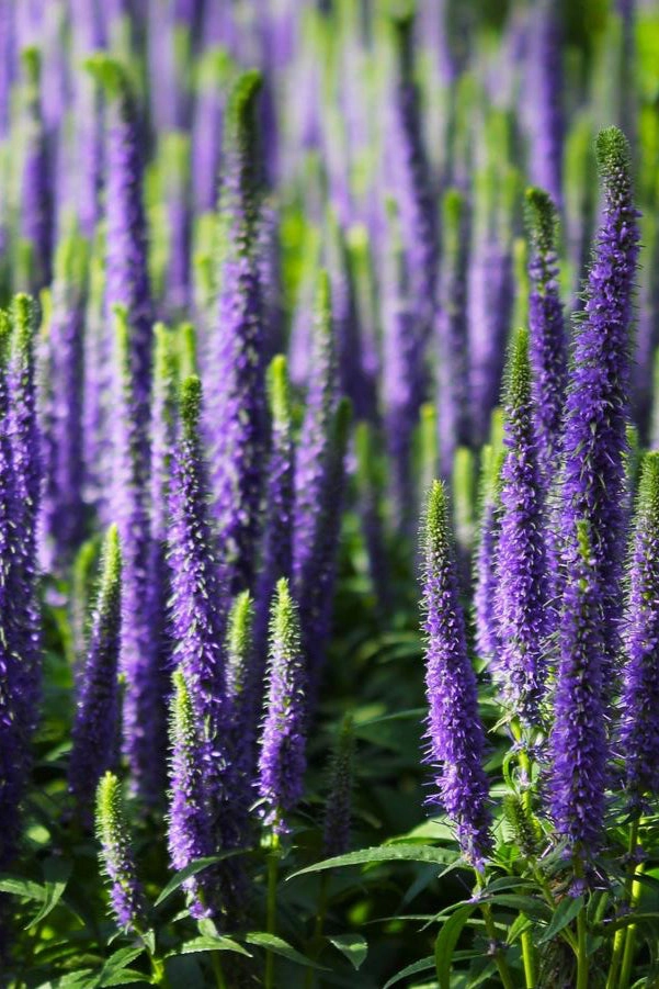 Veronica s. 'Royal Candles' #1
