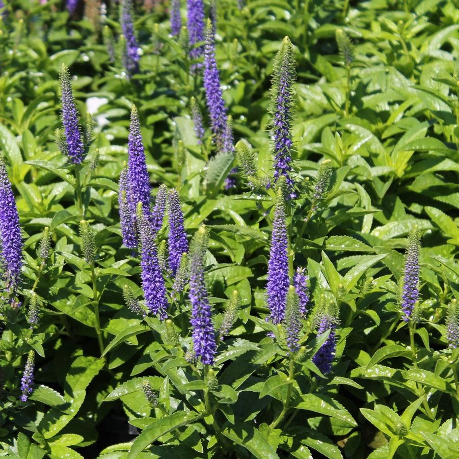 Veronica s. 'Royal Candles' #1