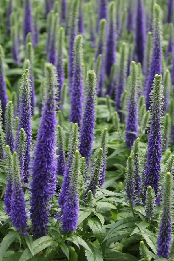 Veronica s. 'Royal Candles' #1