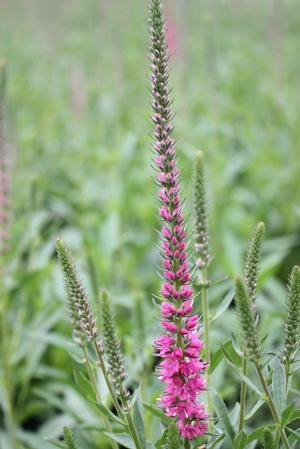 Veronica spicata 'Red Fox' 1Qt