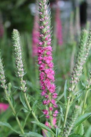 Veronica spicata 'Red Fox' 1Qt decorative flowerpot  