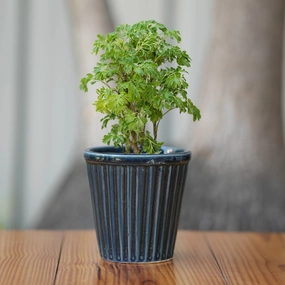 Vertical Ribbed Ceramic Planter- Blue desktop planter  