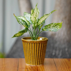 Vertical Ribbed Ceramic Planter- Mustard Yellow cactus succulent plant  