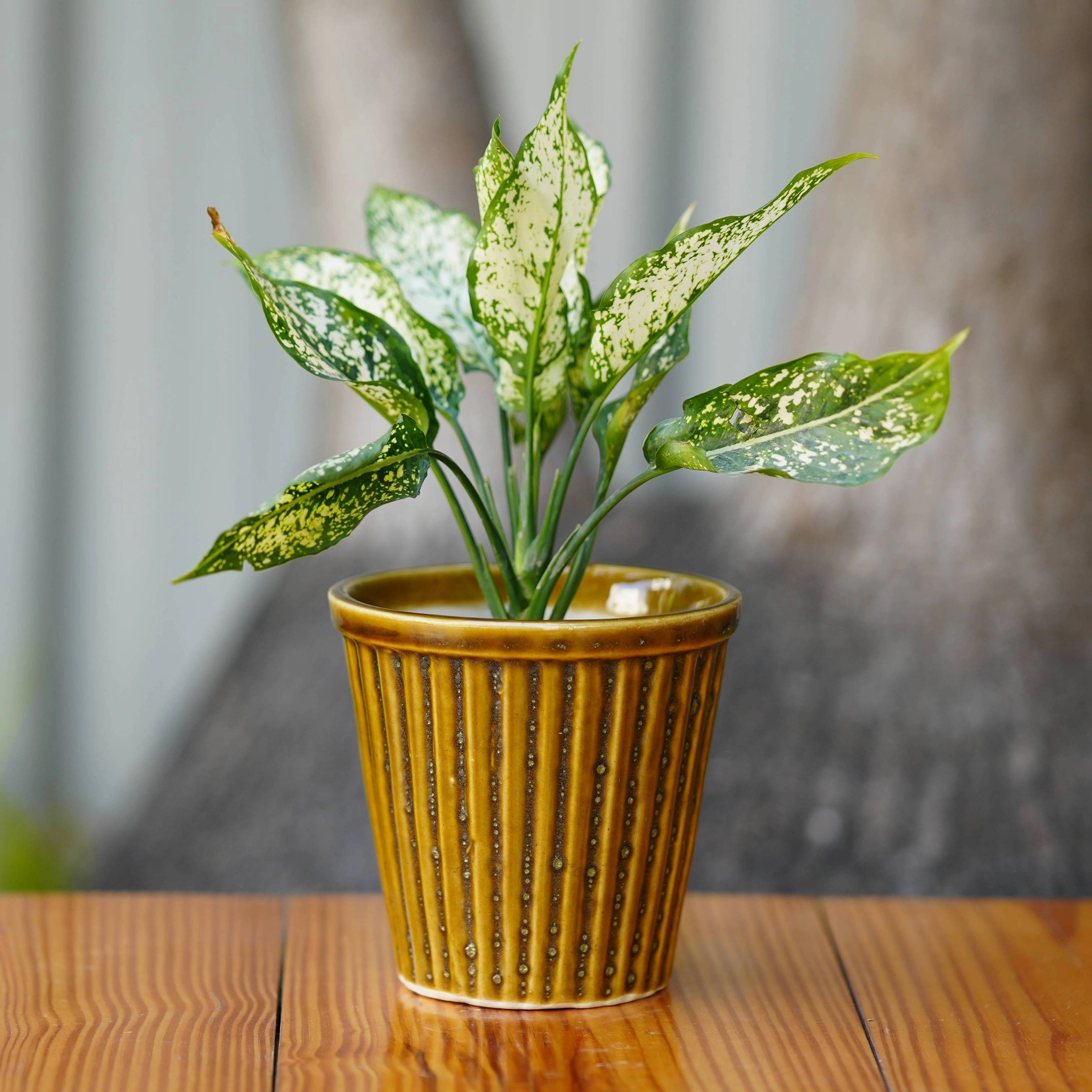 Vertical Ribbed Ceramic Planter- Mustard Yellow cactus succulent plant  