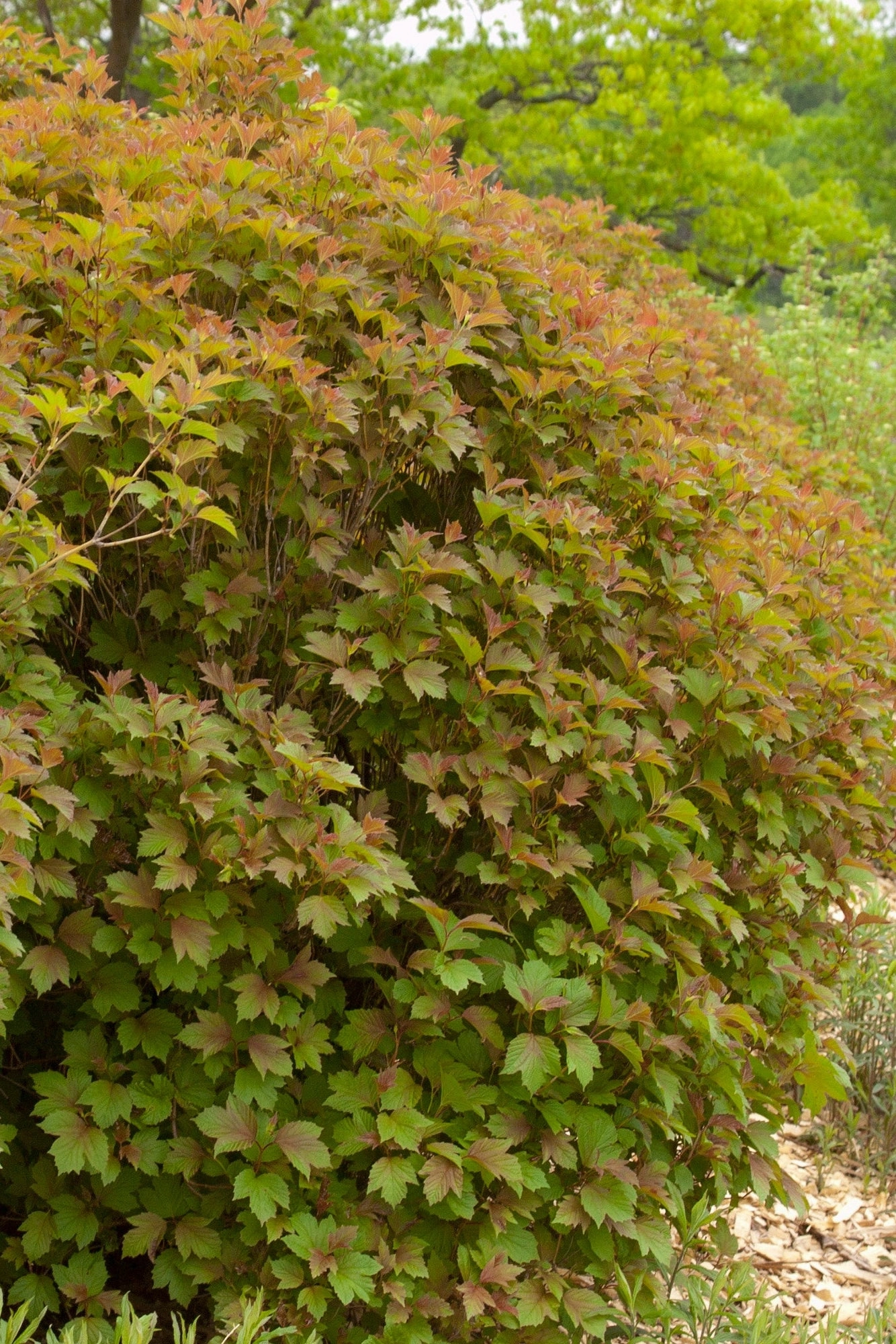 Viburnum t. 'Bailey Compact' #5