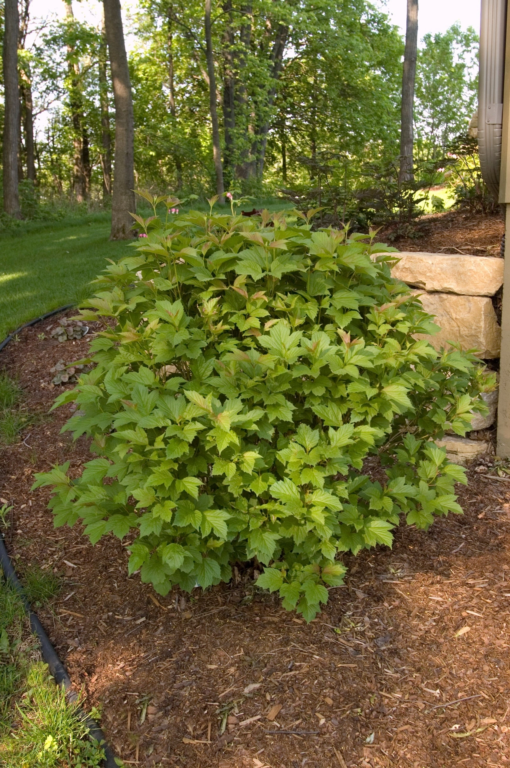 Viburnum t. 'Bailey Compact' #5