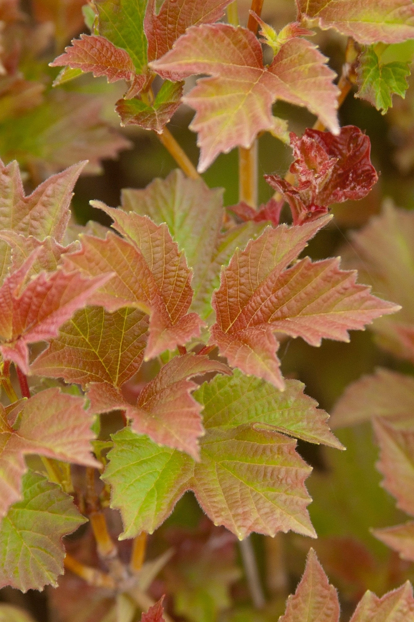 Viburnum t. 'Bailey Compact' #5