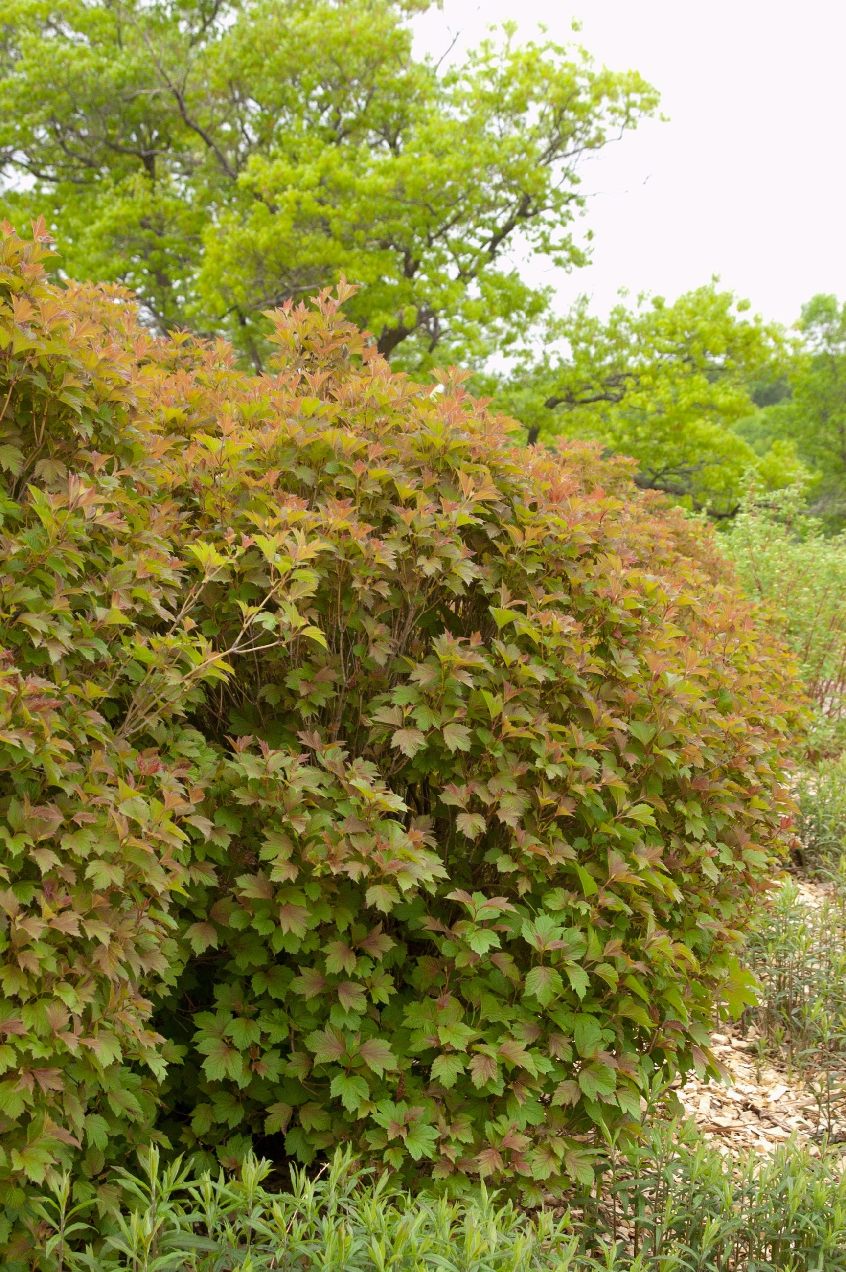 Viburnum t. 'Bailey Compact' #5