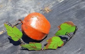 Vine Pumpkin dried flower branch  