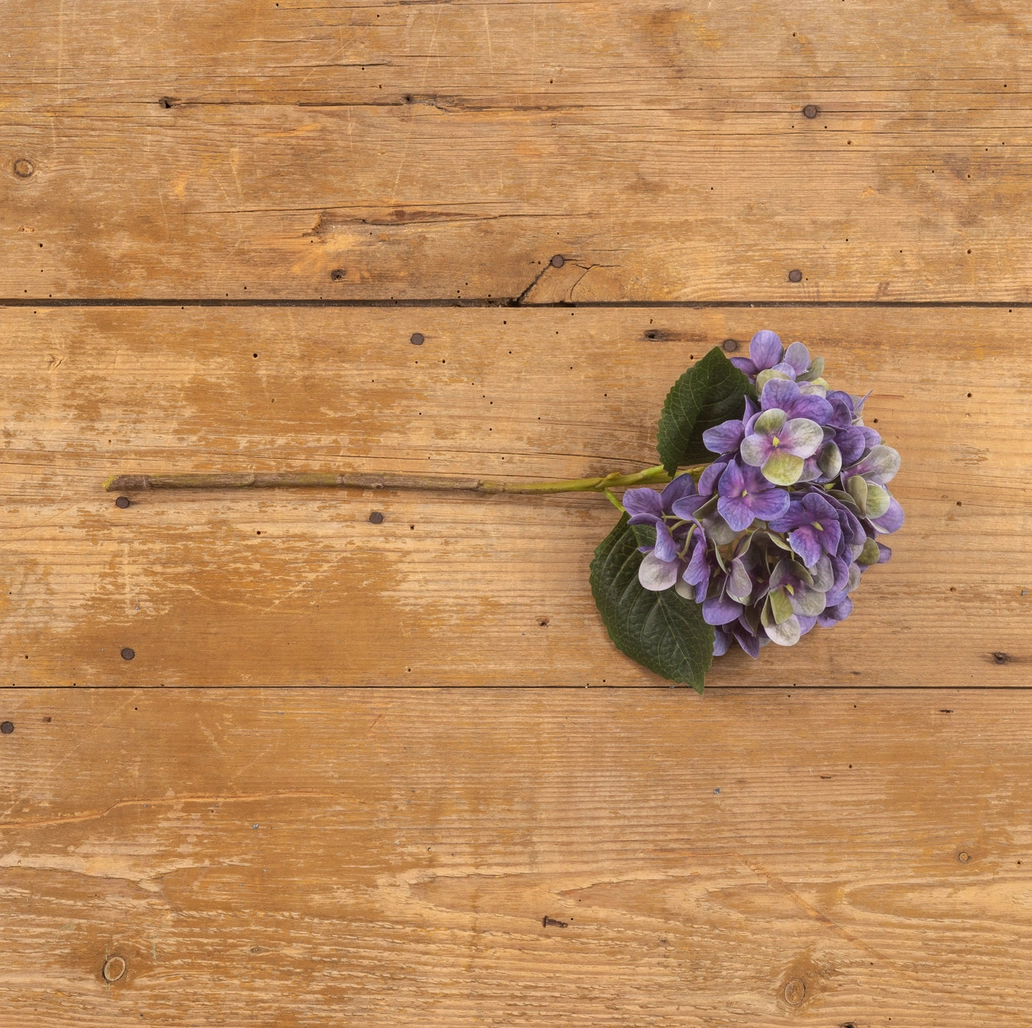 Violet Haze Hydrangea Stem