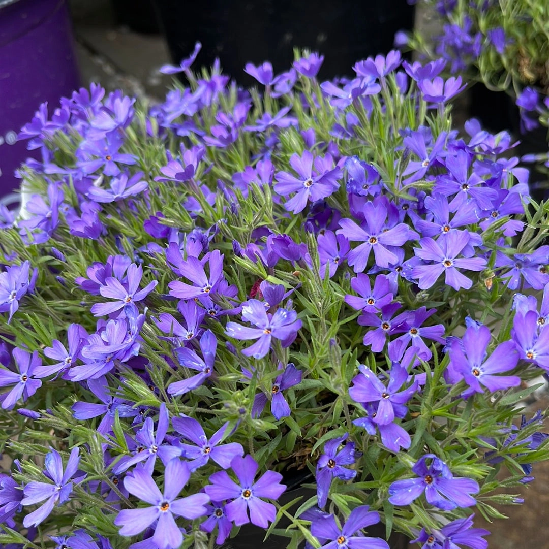 Violet Pinwheels Creeping Phlox | Phlox 'Violet Pinwheels' traditional flower vase  