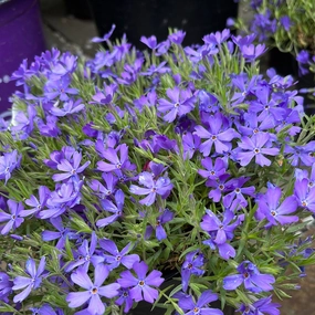 Violet Pinwheels Creeping Phlox | Phlox 'Violet Pinwheels' traditional flower vase  
