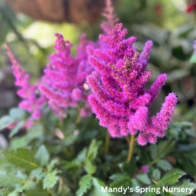 Visions Astilbe | Astilbe chinensis 'Visions' single layer plant shelf  