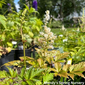 Visions in White Astilbe | Astilbe chinensis single layer plant shelf  