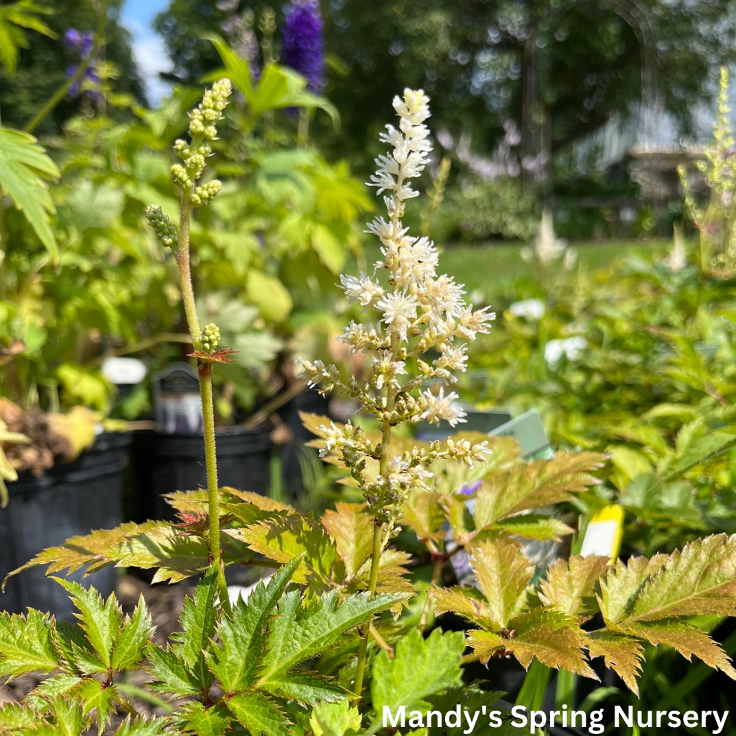 Visions in White Astilbe | Astilbe chinensis single layer plant shelf  