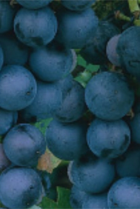 Vitis l 'Concord Seedless' #1 decorative flowerpot  